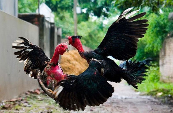 Luật chơi đá gà được giải thích