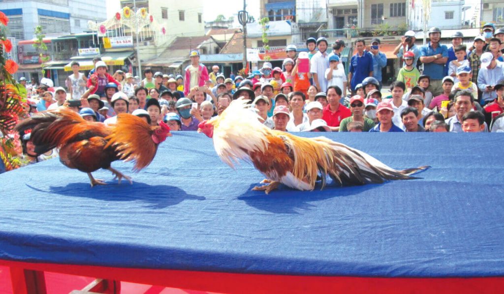 Chuyên gia Việt phân tích sâu về luật chơi "Đấu Gà Cuồng"