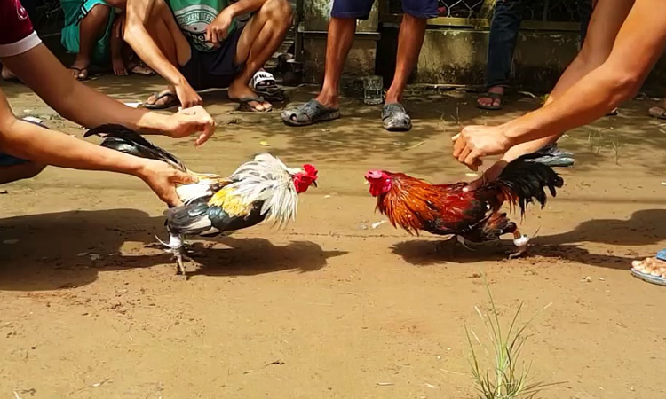 Luật chơi và cách chơi trò đá gà