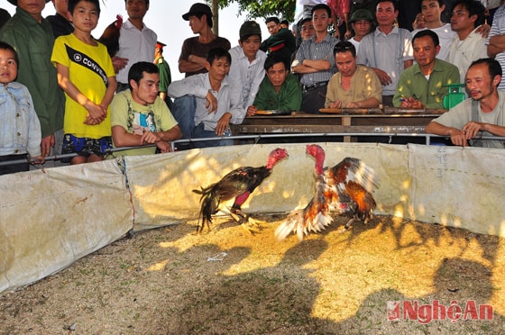  Chuyên gia Việt Nam