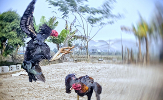 Lý do gà chọi Việt N